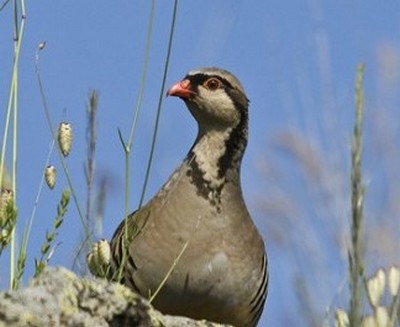 Coturnice Siciliana - Alectoris graeca whitakeri 